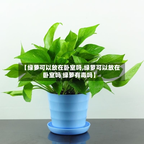 【绿萝可以放在卧室吗,绿萝可以放在卧室吗 绿萝有毒吗】-第3张图片