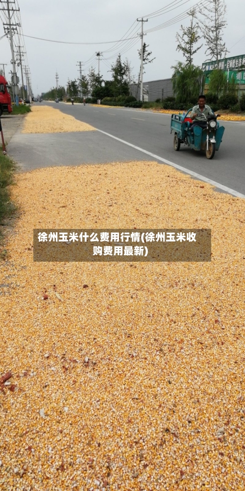 徐州玉米什么费用行情(徐州玉米收购费用最新)-第3张图片