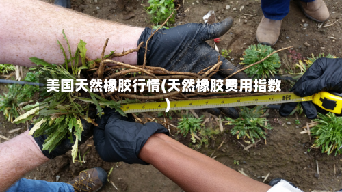 美国天然橡胶行情(天然橡胶费用指数)-第2张图片