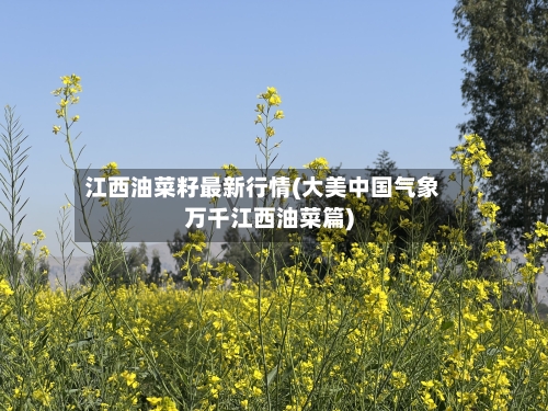 江西油菜籽最新行情(大美中国气象万千江西油菜篇)